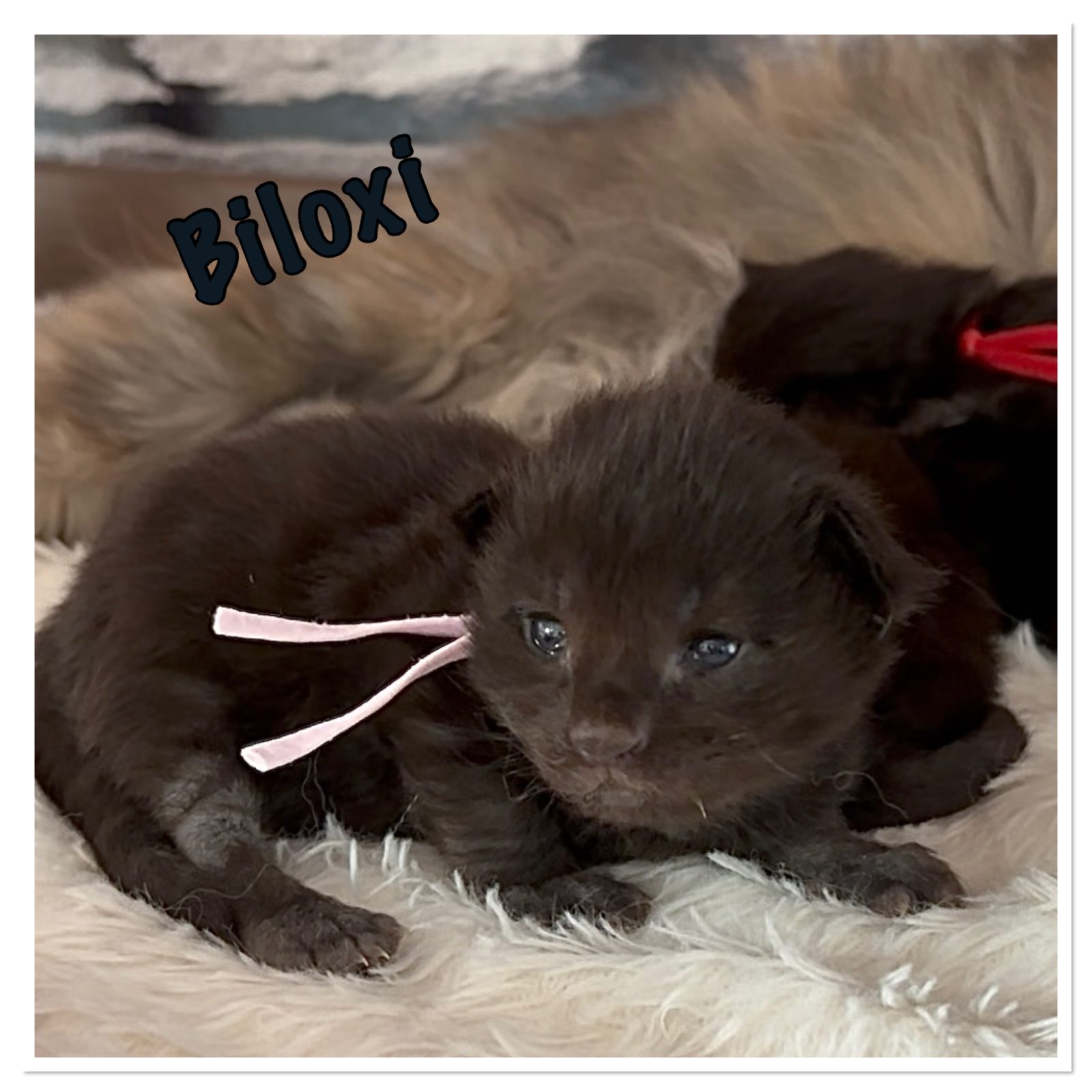 Photo 2 de Biloxi